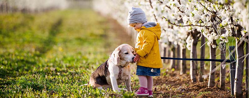 Pet veterinary-care Jonesborough, TN